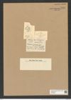 Chaetoceros incurvus var. umbonatus Castr. (de-Toni-Nr.: Genus 149, Species 4107) Zeichnungen Sammlung Grunow Nr. 7649 (NHMW-BOT-W0376833)